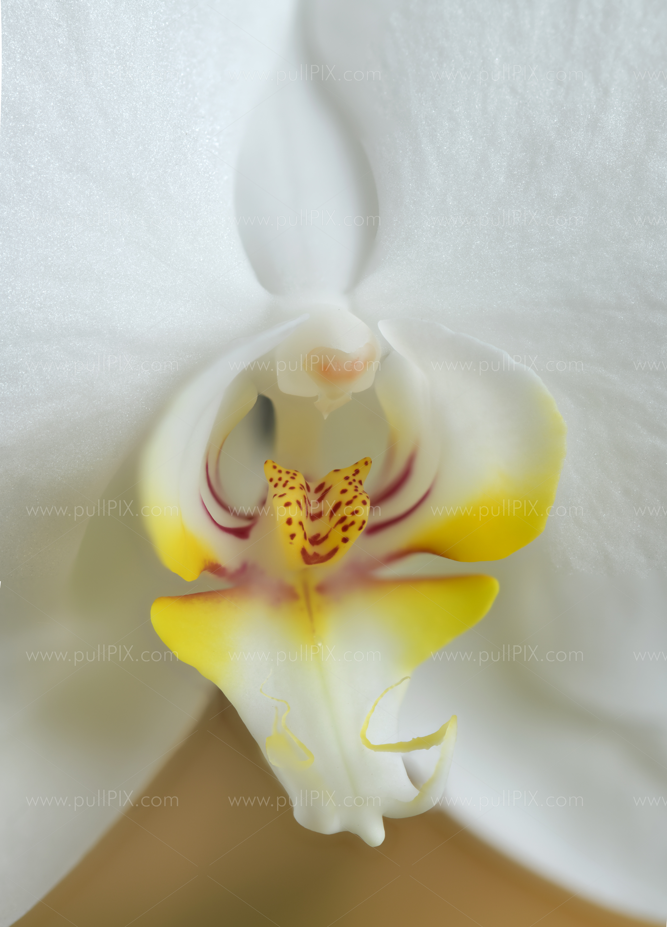 Preview Orchideenbluete nah.jpg